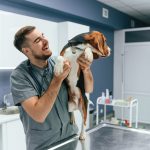 How Do Labs Help Diagnose Pet Internal Illnesses?