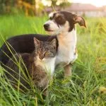How Accurate Are Vet Lab Tests for Pets?