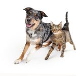 What Are the Roles of a Home Care Marketing Agency?