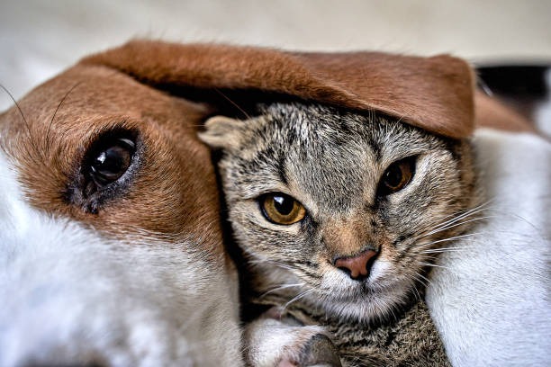 Which Emergency Procedures Are Risky for Old Pets?